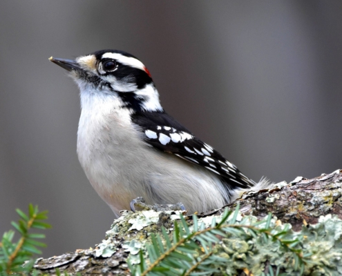 newport tours for outdoor enthusiasts bird watching