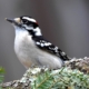 newport tours for outdoor enthusiasts bird watching