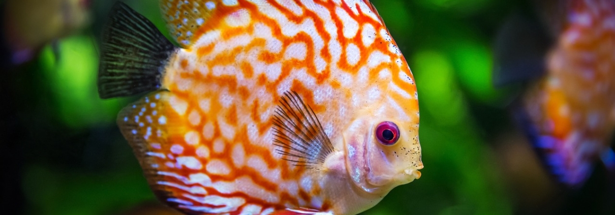 discus fish 1943755 1280 Hamilton Family Aquarium – A Must See: Save The Bay’s Hamilton Family Aquarium in Newport