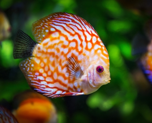 discus fish 1943755 1280 Hamilton Family Aquarium – A Must See: Save The Bay’s Hamilton Family Aquarium in Newport