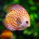 discus fish 1943755 1280 Hamilton Family Aquarium – A Must See: Save The Bay’s Hamilton Family Aquarium in Newport